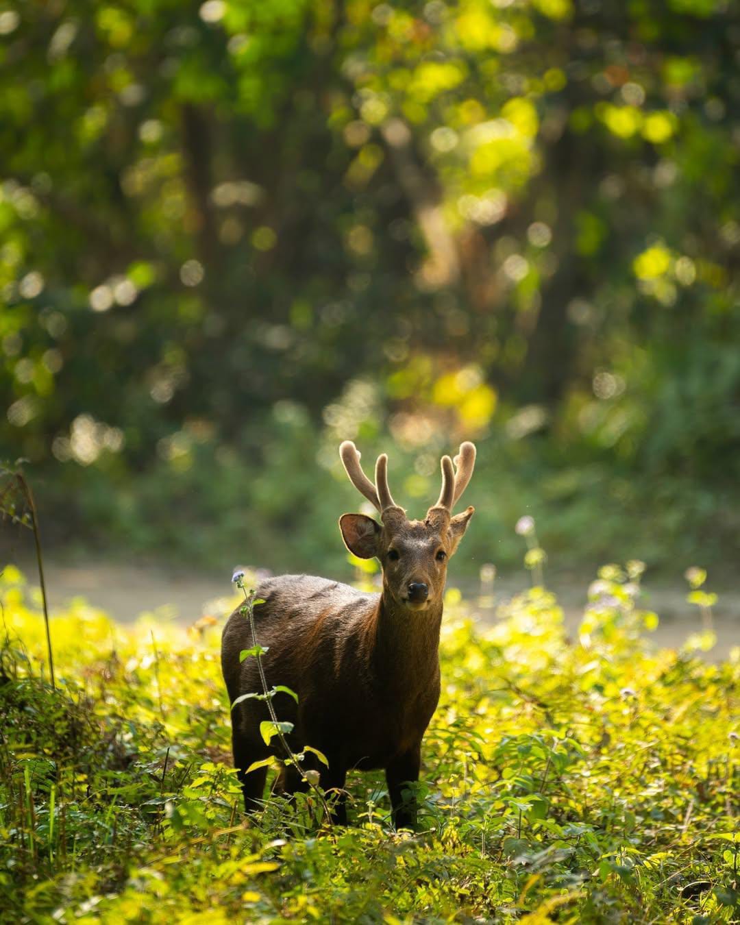 Kaziranga & Meghalaya In 7 Days - Wildlife And Wonders